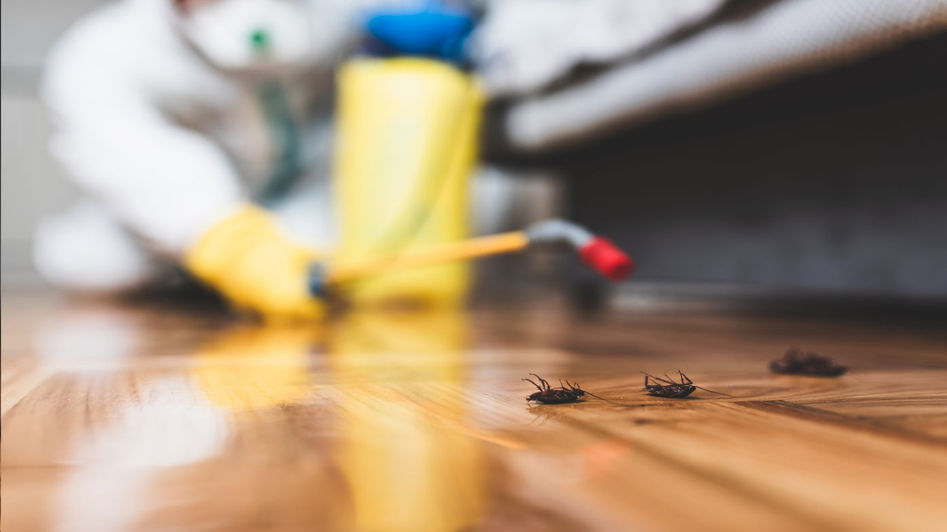 Preventing pests helps you keep your property free from unwelcome visitors