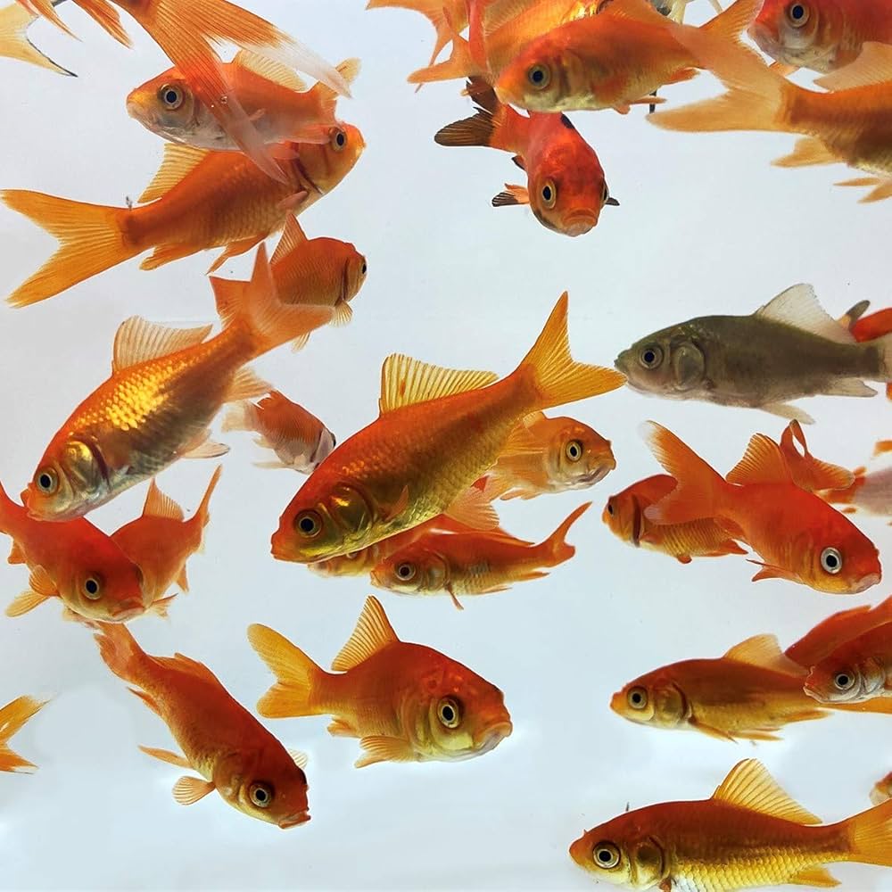 caring for ranchu goldfish