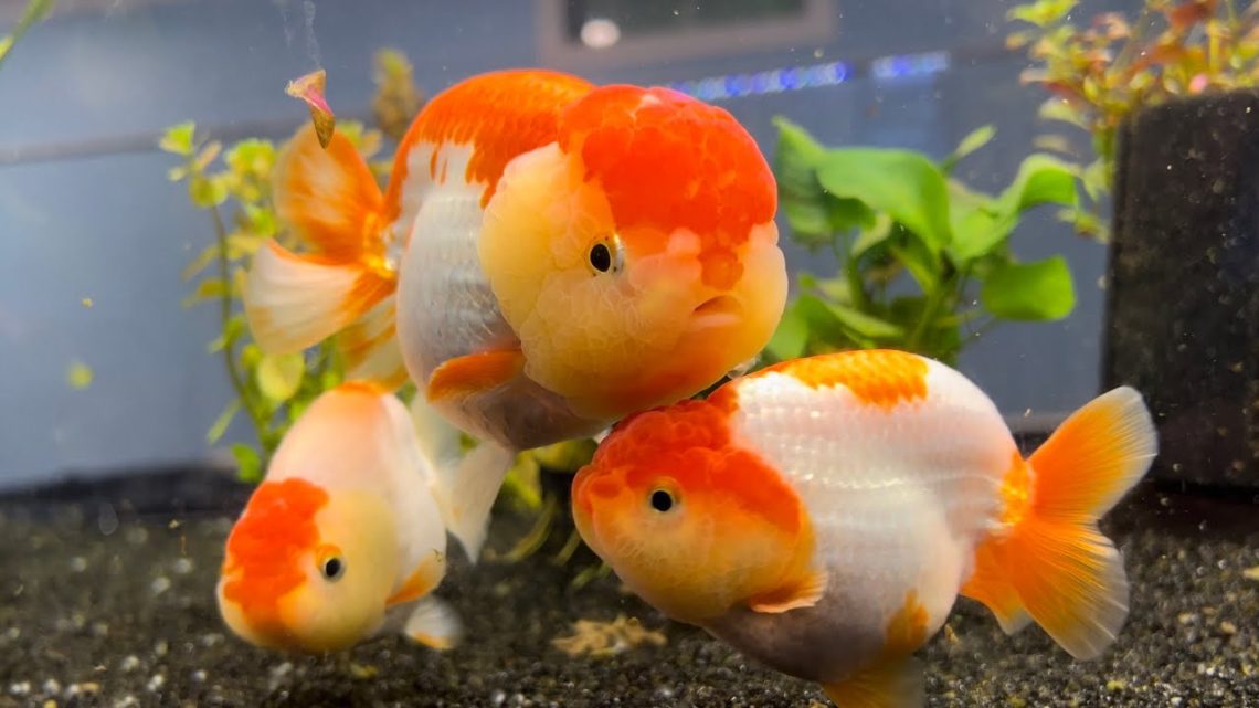 goldfish awesome sauce flavor