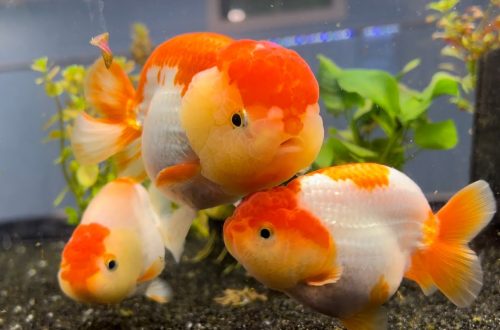 goldfish awesome sauce flavor