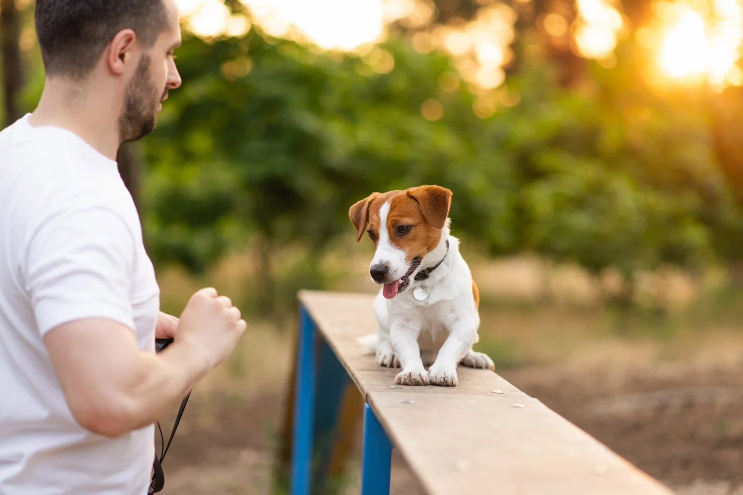 Caring Dog